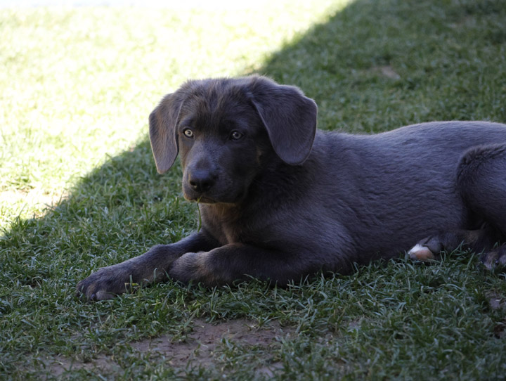chinook dog